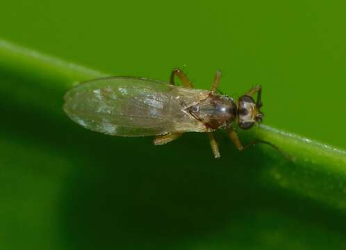 Image of Lonchoptera bifurcata (Fallen 1810)