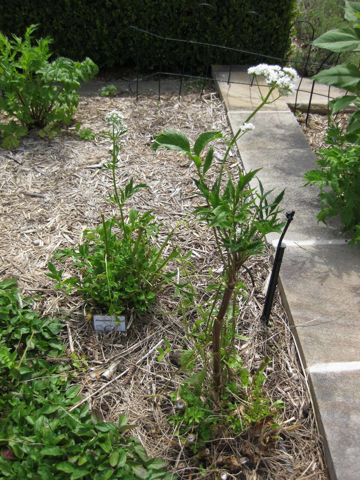 Image of anise burnet saxifrage