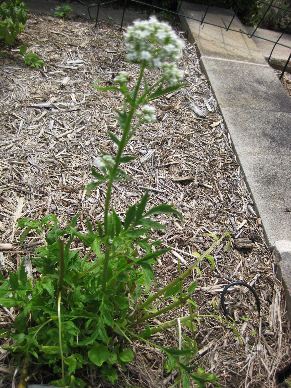 Image of anise burnet saxifrage