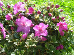 Image of Rhododendron keleticum I. B. Balf. & Forrest