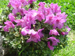 Image of Rhododendron keleticum I. B. Balf. & Forrest