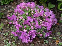 Image of Rhododendron keleticum I. B. Balf. & Forrest