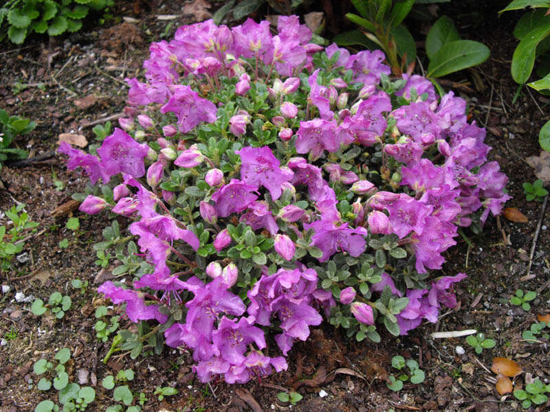 Image of Rhododendron keleticum I. B. Balf. & Forrest