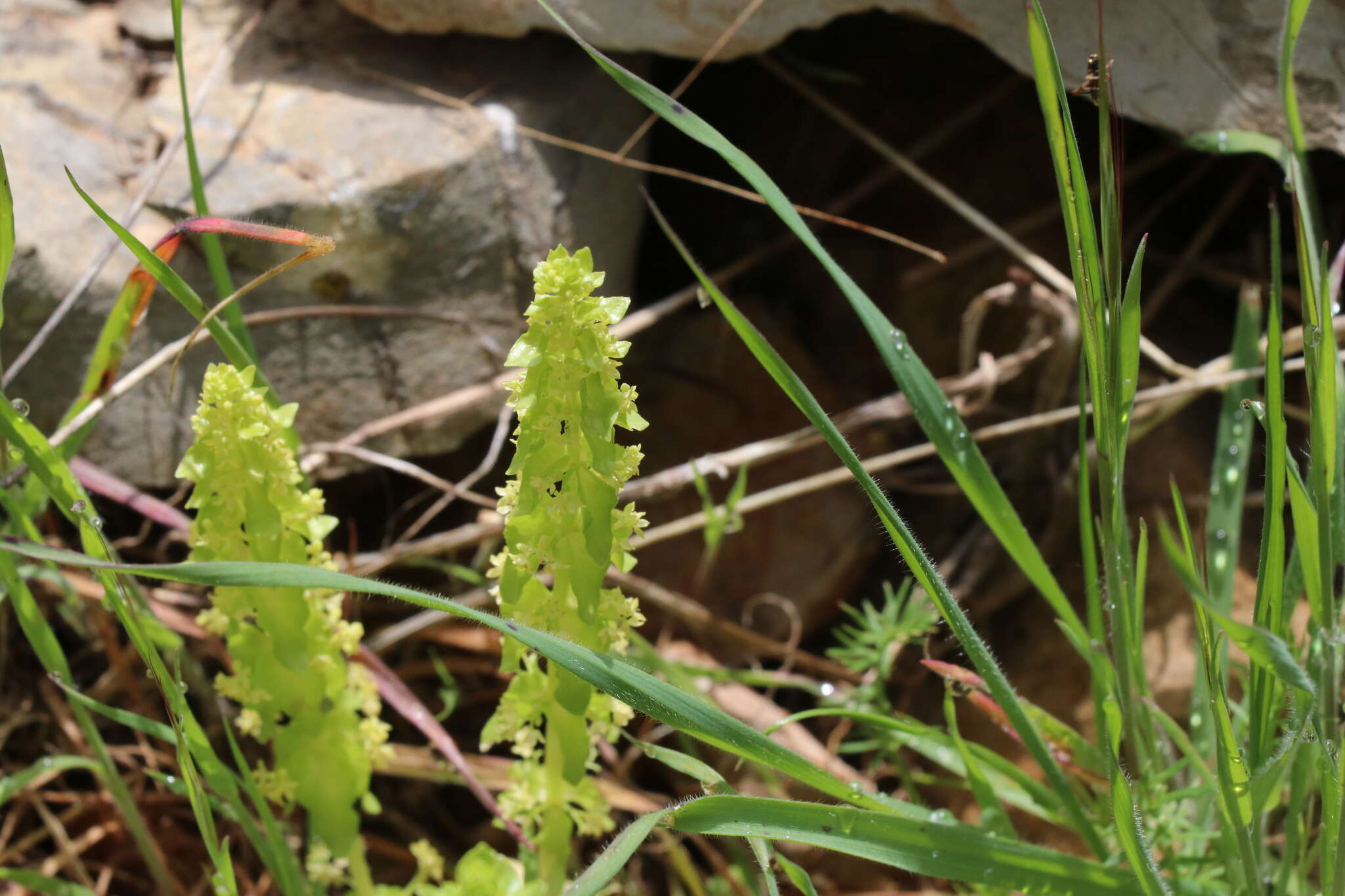 Image of Cruciata articulata (L.) Ehrend.