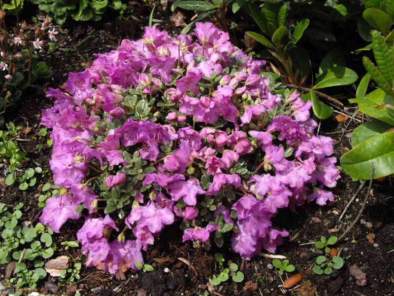 Image of Rhododendron keleticum I. B. Balf. & Forrest