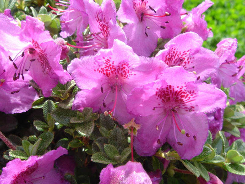 Image of Rhododendron keleticum I. B. Balf. & Forrest