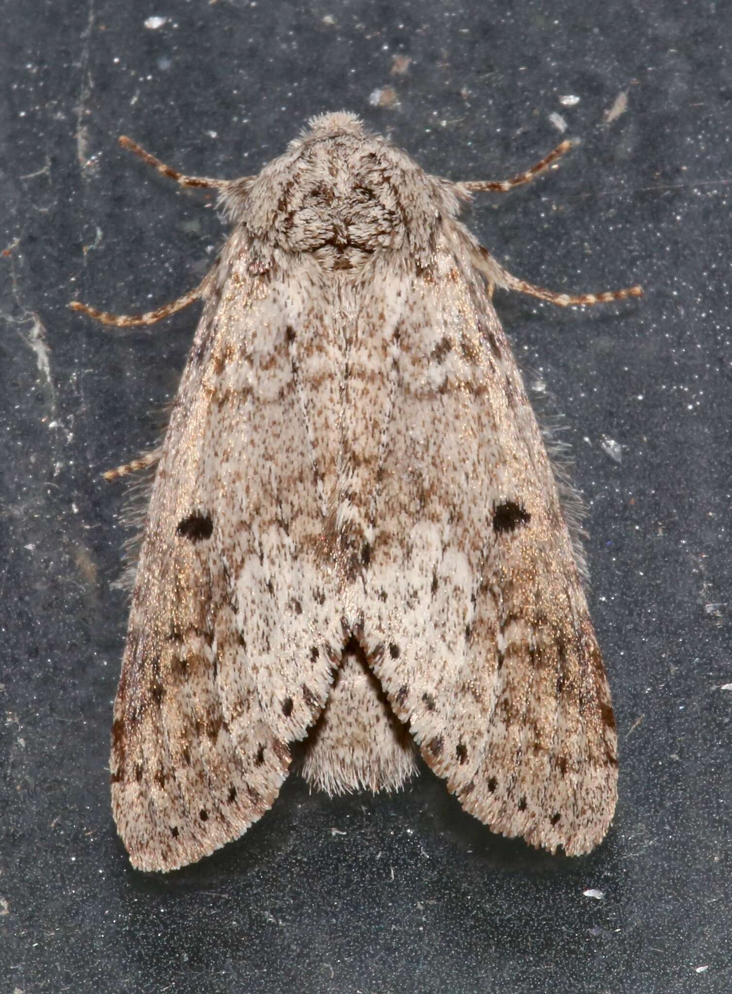 Image of Variable Oakleaf Caterpillar Moth