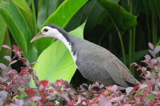 Image of White-breasted Waterhen