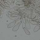 Image de Cystoagaricus strobilomyces (Murrill) Singer 1947