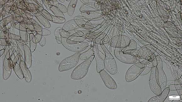 صورة Cystoagaricus strobilomyces (Murrill) Singer 1947