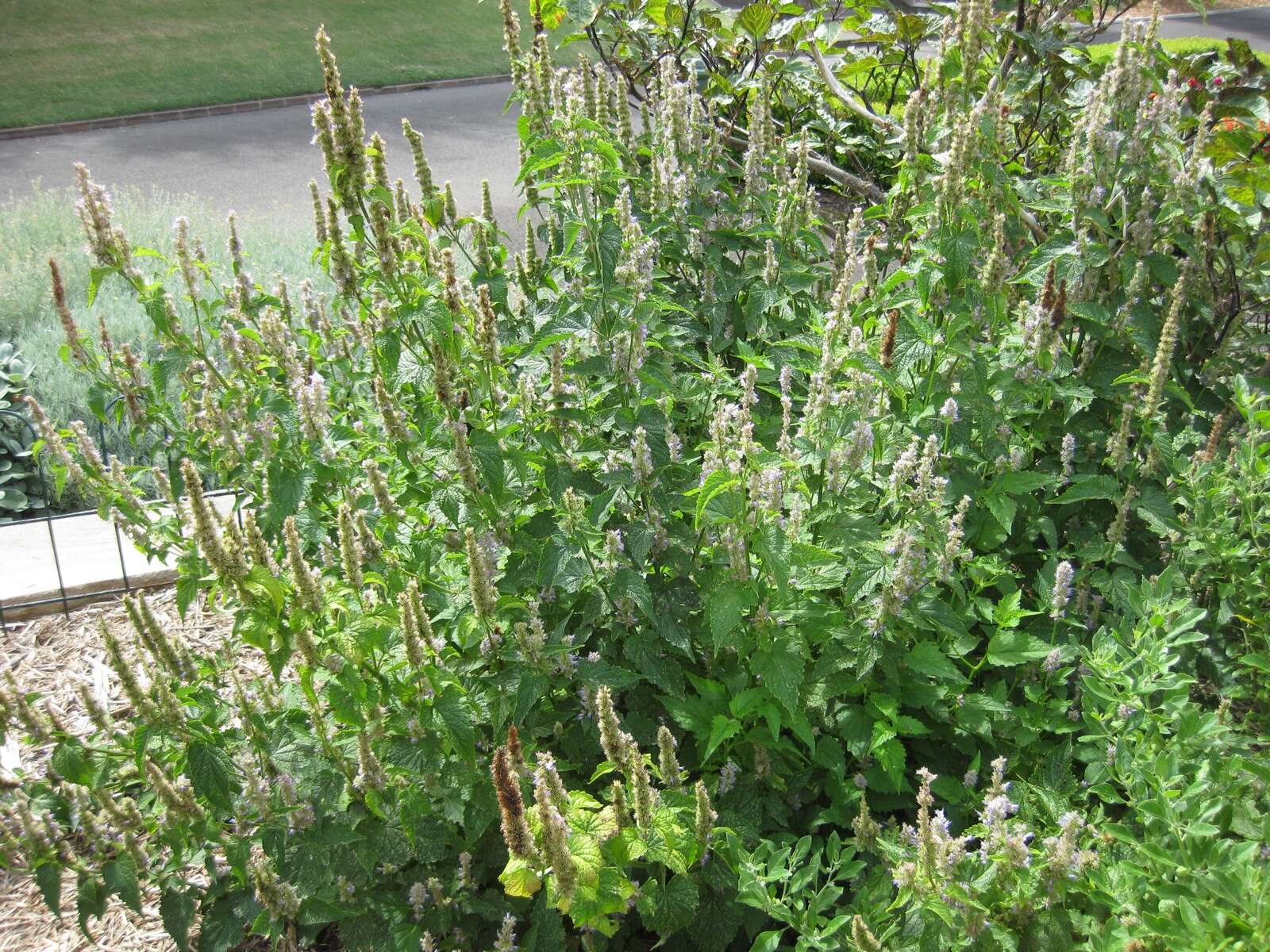 Imagem de Agastache foeniculum (Pursh) Kuntze