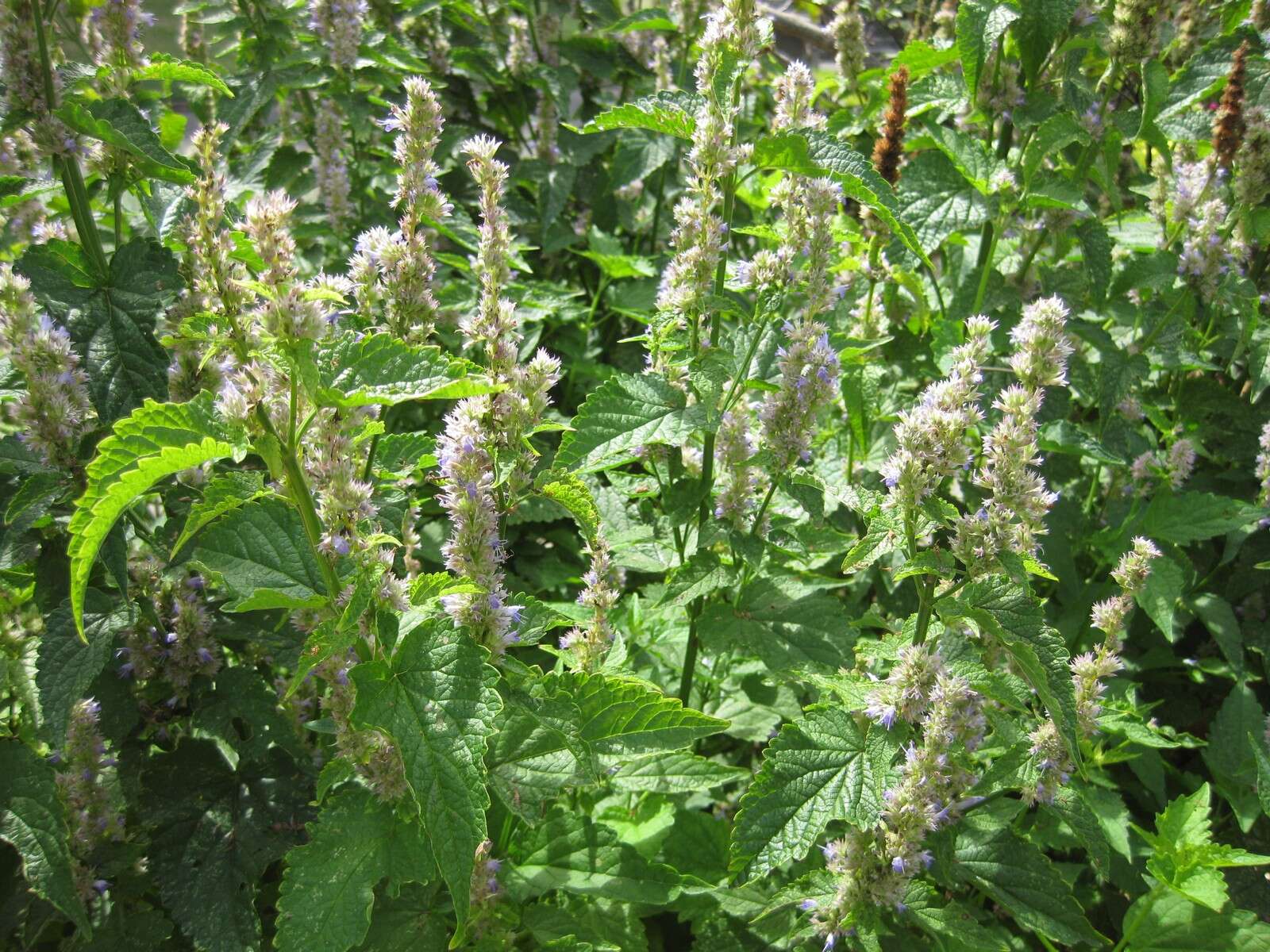 Imagem de Agastache foeniculum (Pursh) Kuntze