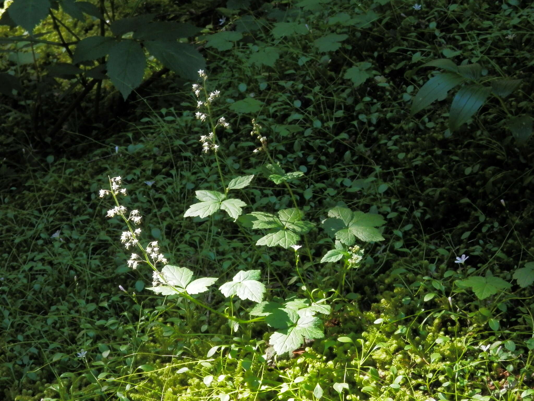 Imagem de Tiarella trifoliata L.