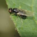 Image of Pachygaster leachii Curtis 1824