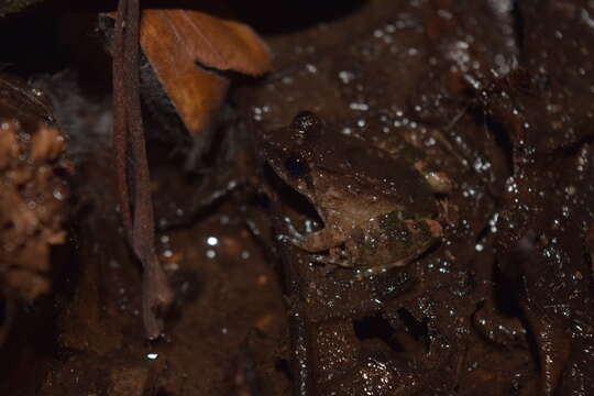 Image of Palawan Wart Frog