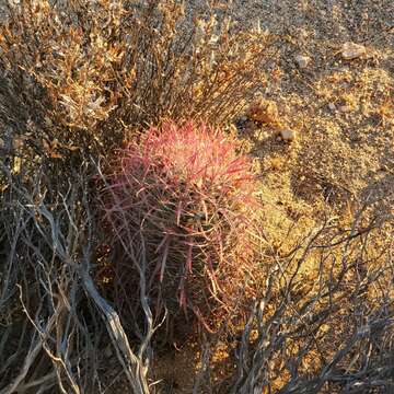 Image of Ferocactus gracilis subsp. gracilis