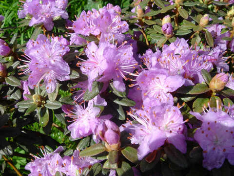 صورة Rhododendron impeditum I. B. Balf. & W. W. Smith