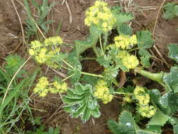 Слика од Alchemilla xanthochlora Rothm.