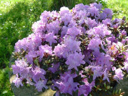 Image de Rhododendron impeditum I. B. Balf. & W. W. Smith