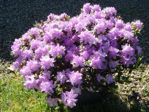 Image de Rhododendron impeditum I. B. Balf. & W. W. Smith