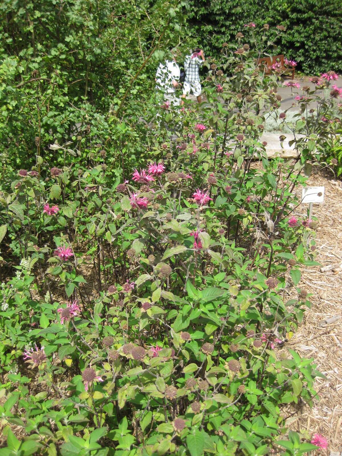 Image of scarlet beebalm