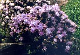 Image de Rhododendron impeditum I. B. Balf. & W. W. Smith