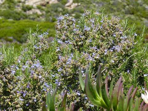 Image of Rosemary