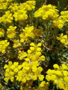 Слика од Alyssum baumgartnerianum Bornm.