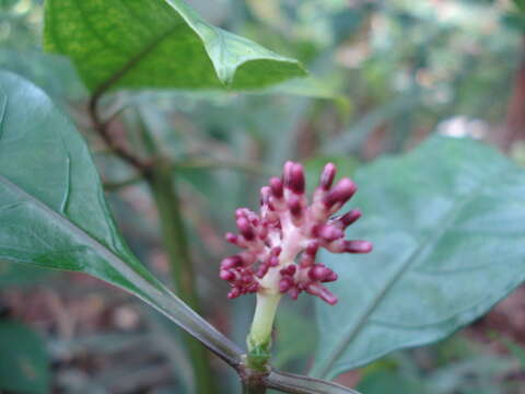 Image of Snakeroot