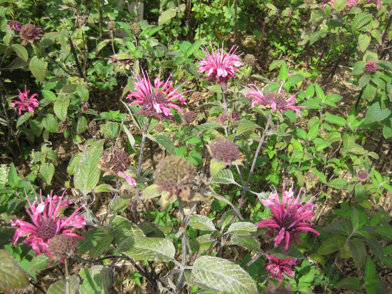 Image of scarlet beebalm