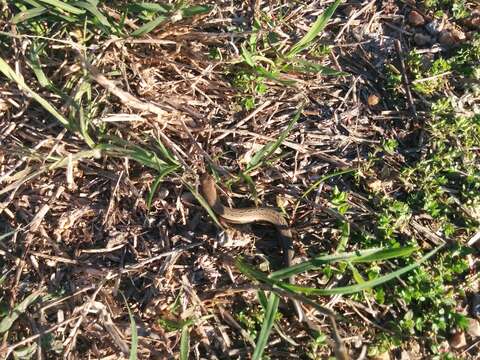 Image of Ground Skink