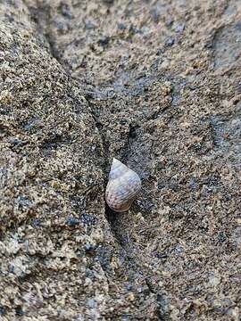 Image of Littoraria flava (P. P. King 1832)