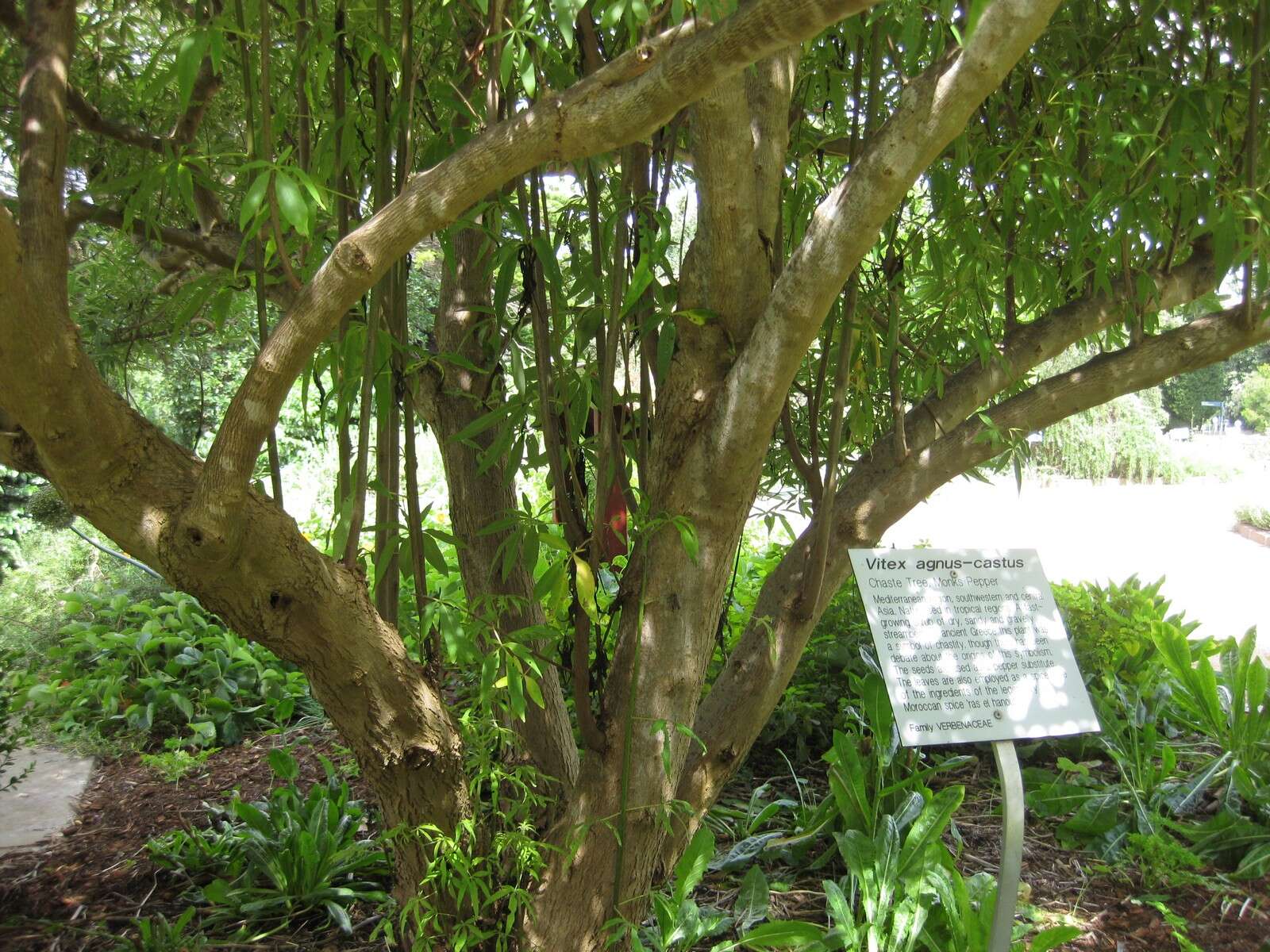 Image of Chaste Tree