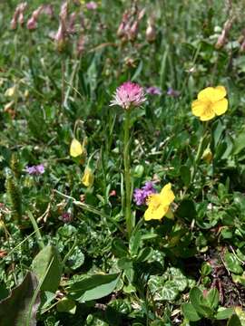 Image of Gymnadenia widderi (Teppner & E. Klein) Teppner & E. Klein