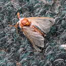 Image of Bombycomorpha bifascia Walker 1855