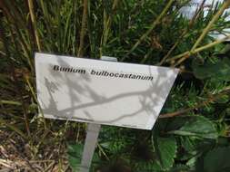Imagem de Bunium bulbocastanum L.