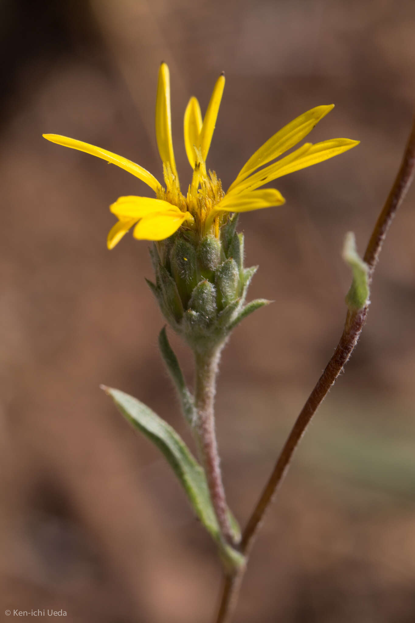 Imagem de Pyrrocoma racemosa var. pinetorum (Keck) J. T. Kartesz & K. N. Gandhi