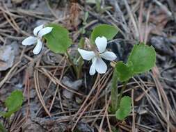 Image of Viola alexandrowiana (W. Beck.) Juz.