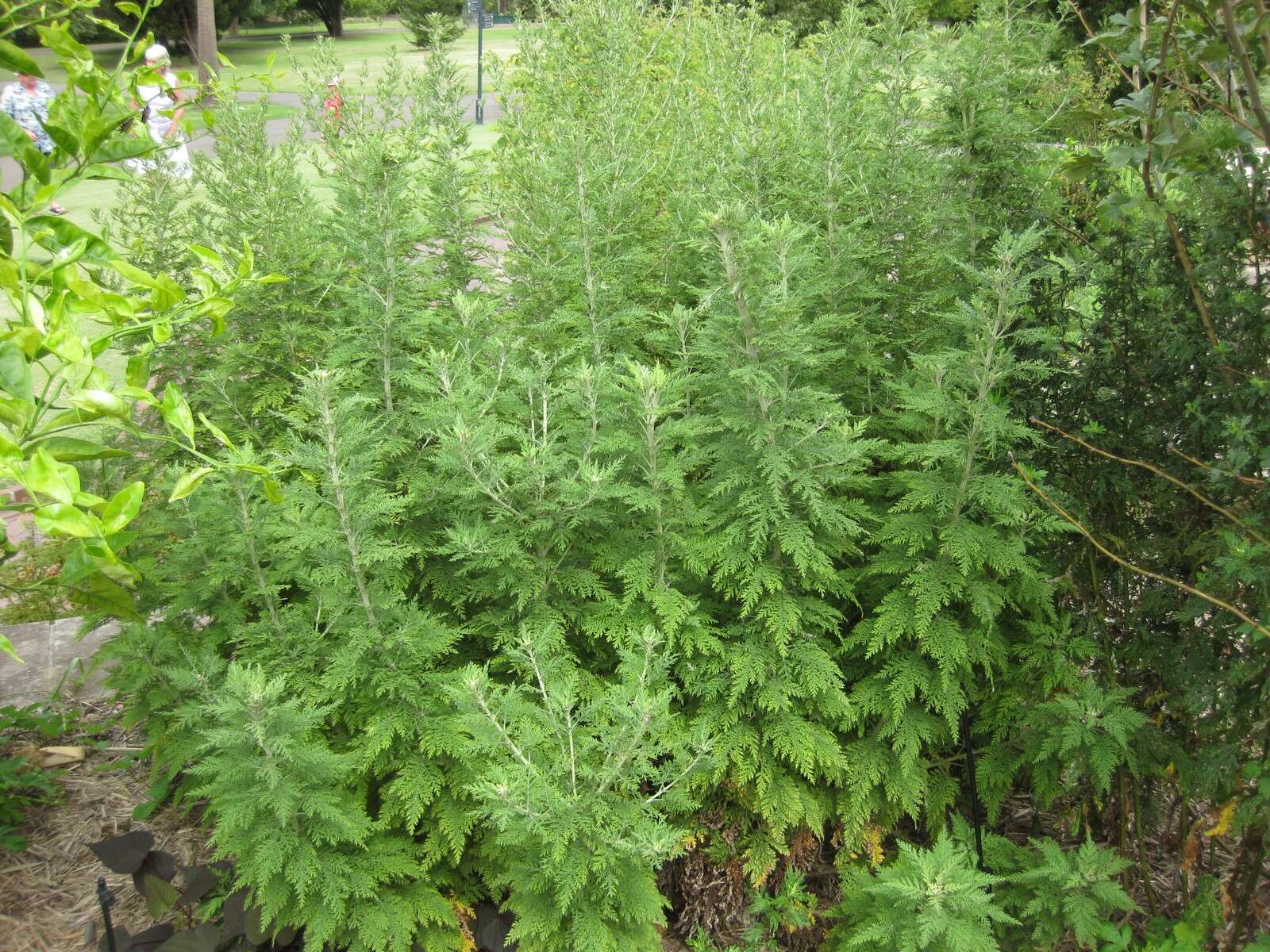 Image of sweet sagewort