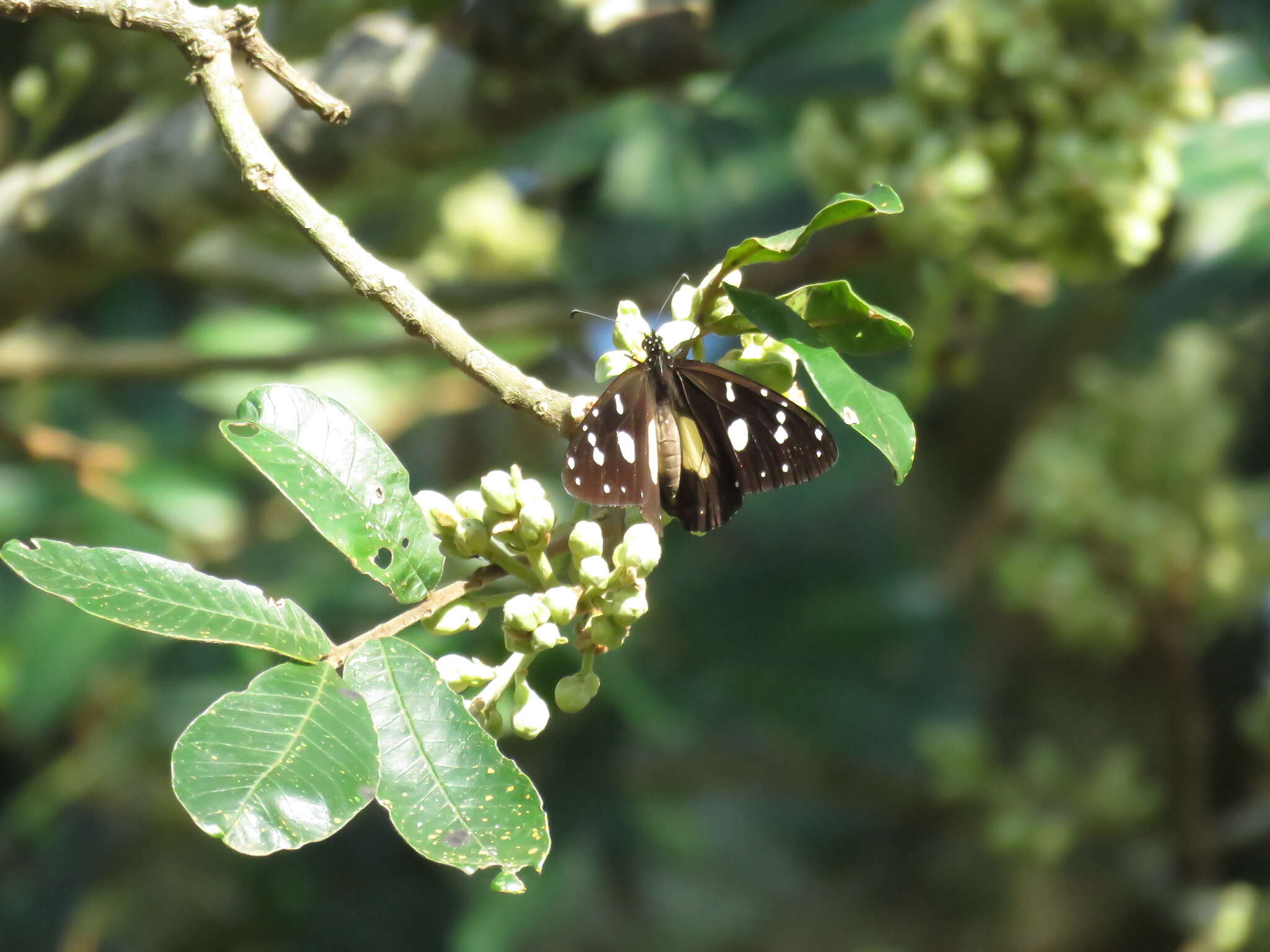 Image of <i>Amauris <i>albimaculata</i></i> albimaculata