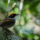 Image of Black-cheeked Gnateater