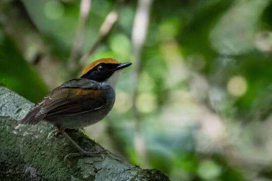 Image of Black-cheeked Gnateater