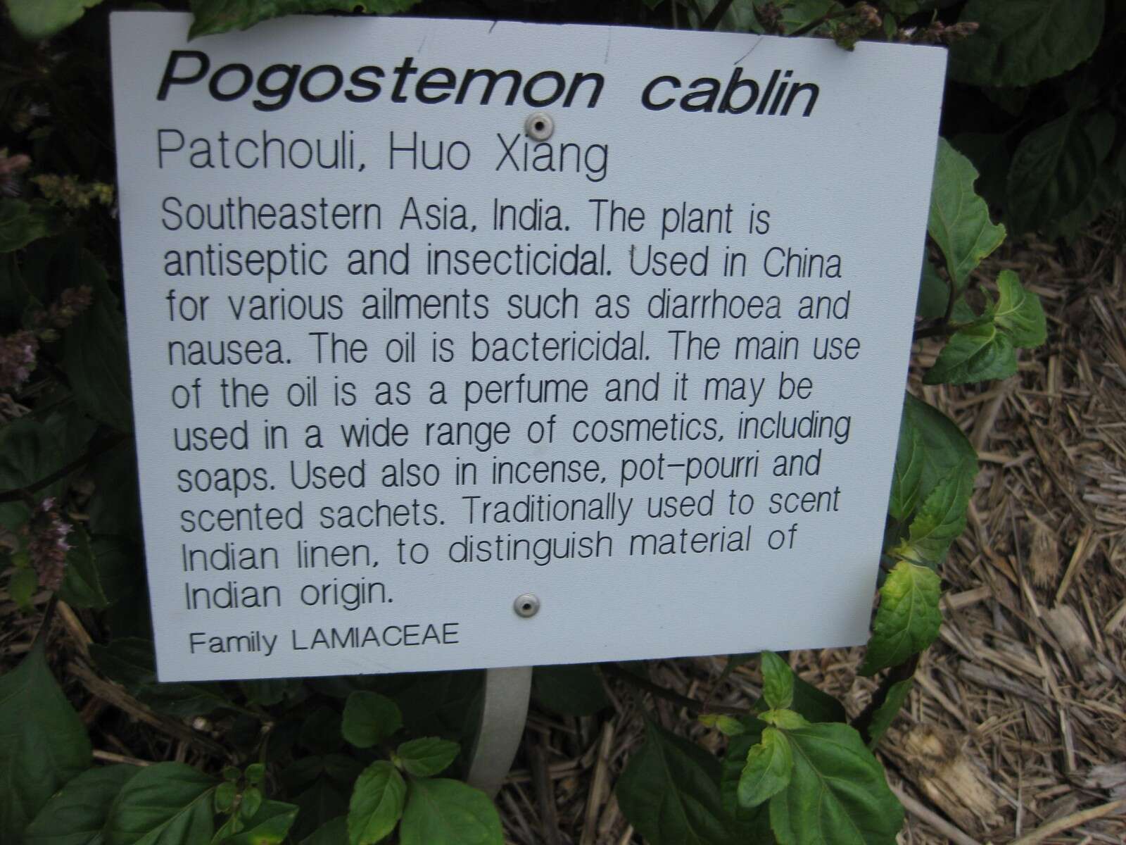 Image of patchouli