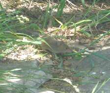 Image of Azara's Grass Mouse