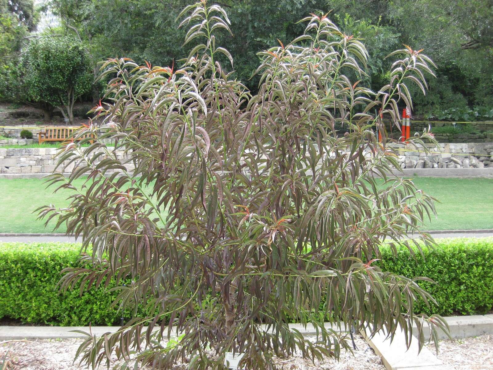 Image of flowering almond