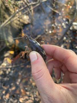 Image of Procambarus paeninsulanus (Faxon 1914)