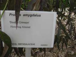 Image of flowering almond