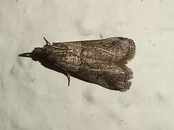 Acrobasis bithynella Zeller 1848 resmi