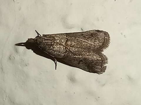 Imagem de Acrobasis bithynella Zeller 1848