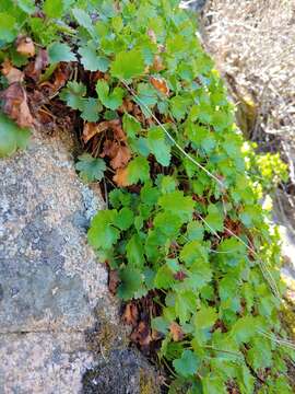 Image de Heuchera bracteata (Torr.) Ser.